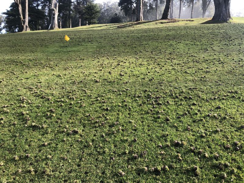 Understanding Lawn Leveling Costs — Cost of Lawn Leveling
